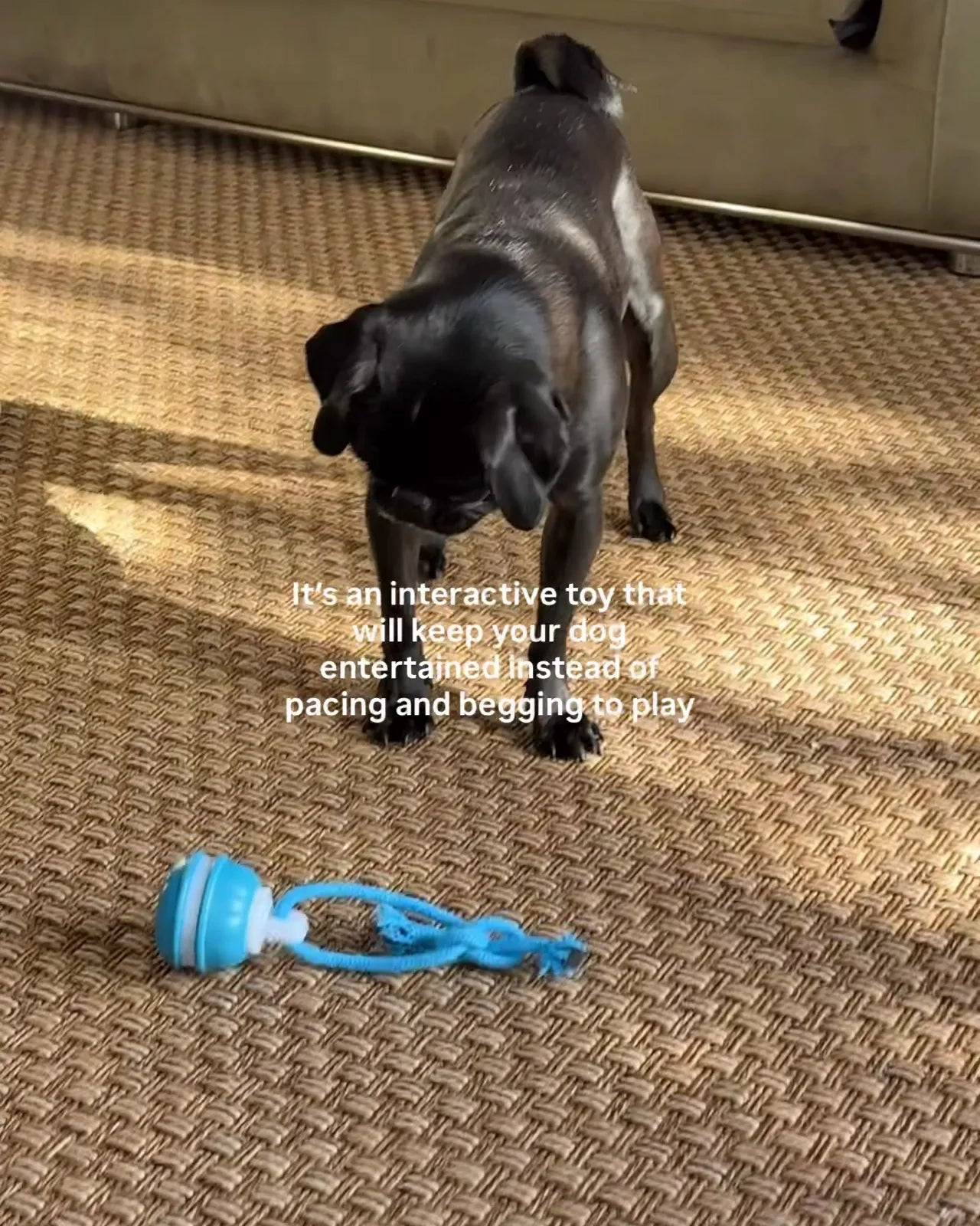 The pug standing still, staring at the toy on the rug