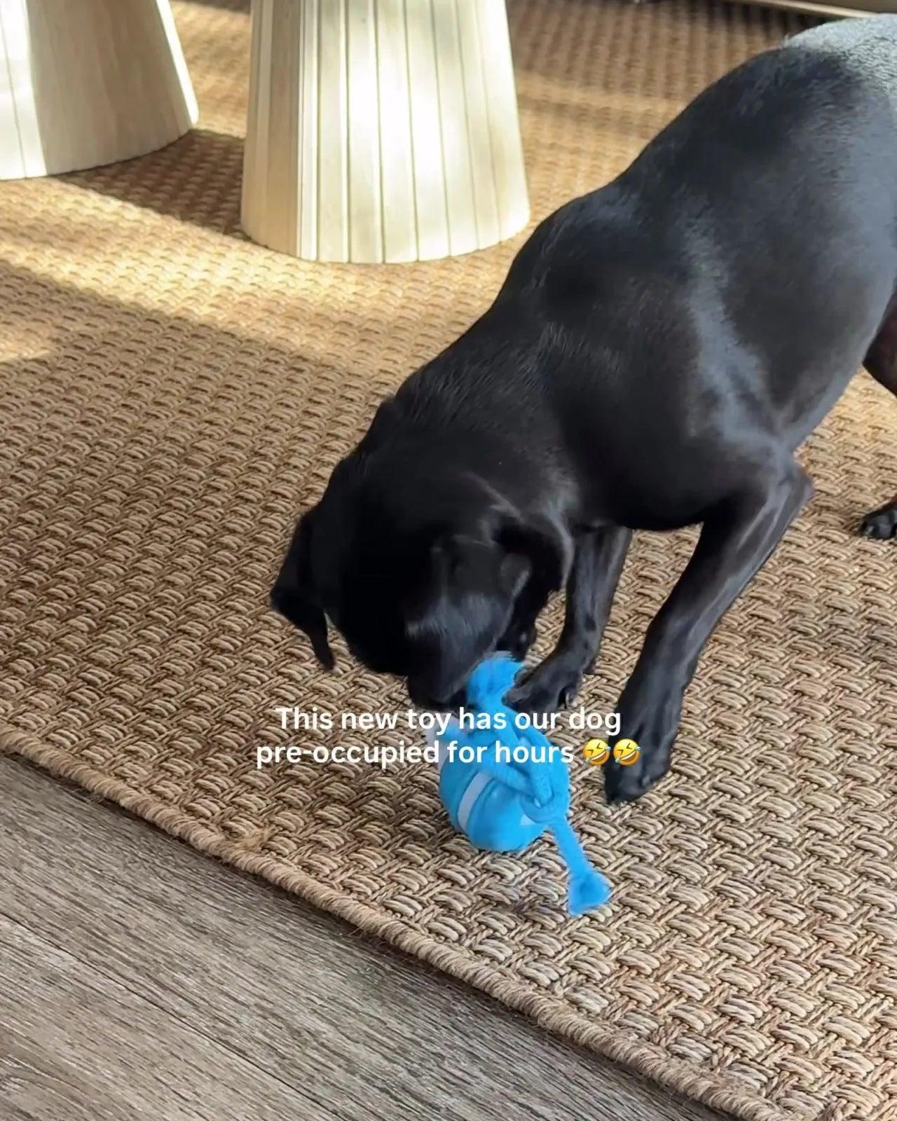 The pug with the toy in her mouth on the floorboards