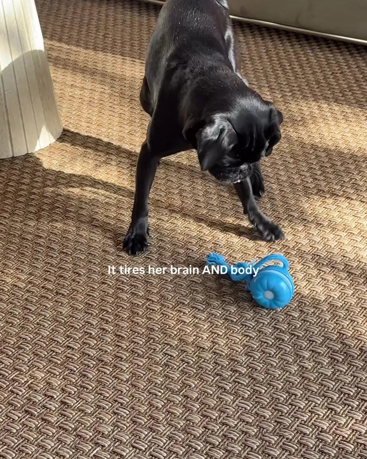 The pug low and creeping toward the toy