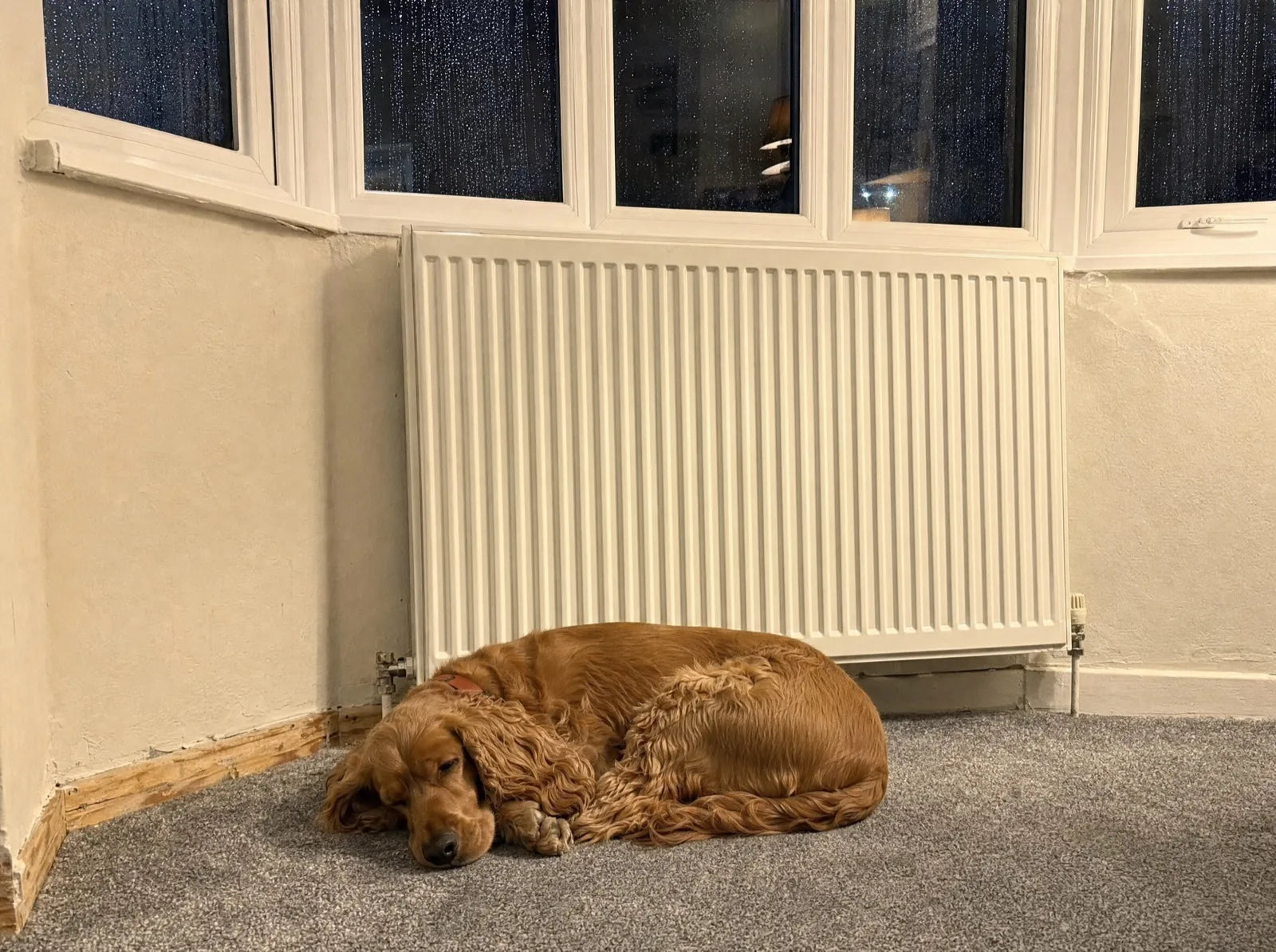 Alfie asleep on the carpet against the radiator with the dark window behind him
