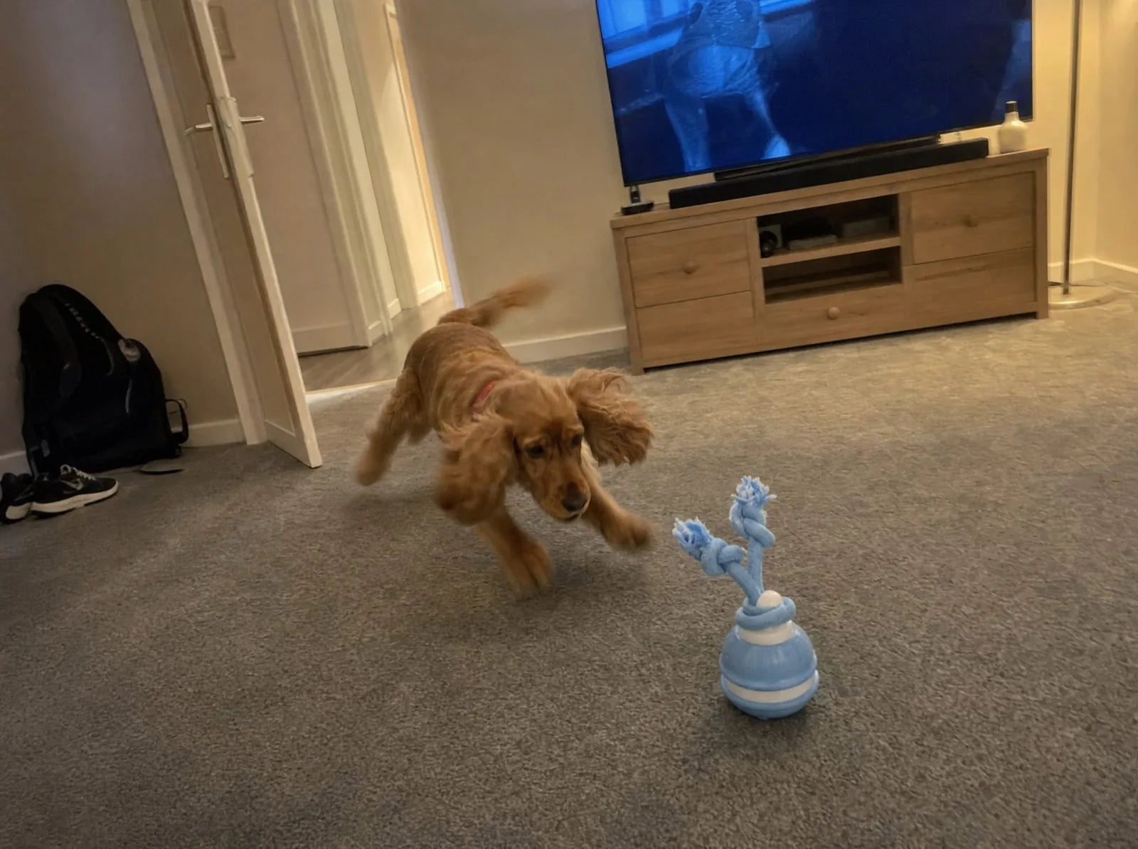Alfie in a spaniel crouch, pouncing on The Chase Buddy on the living room carpet
