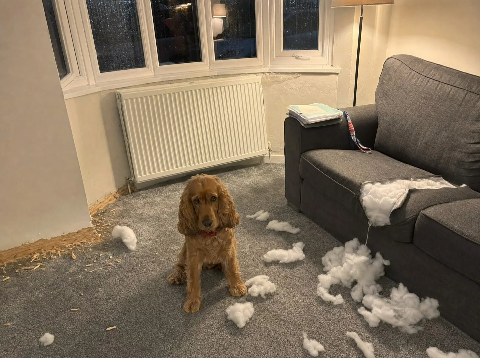 Alfie the cocker spaniel sitting on the carpet beside a torn sofa cushion and a chewed skirting board