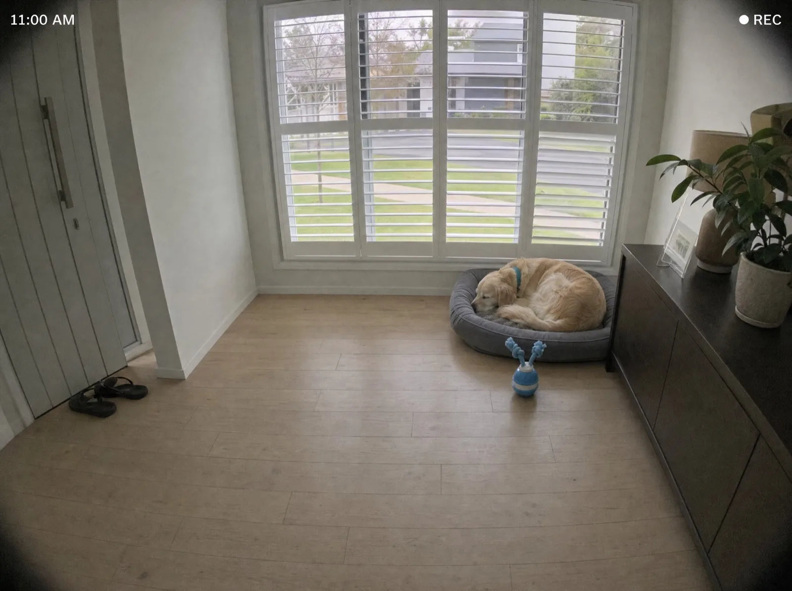 Pet camera still of Honey asleep in her bed with The Chase Buddy beside her