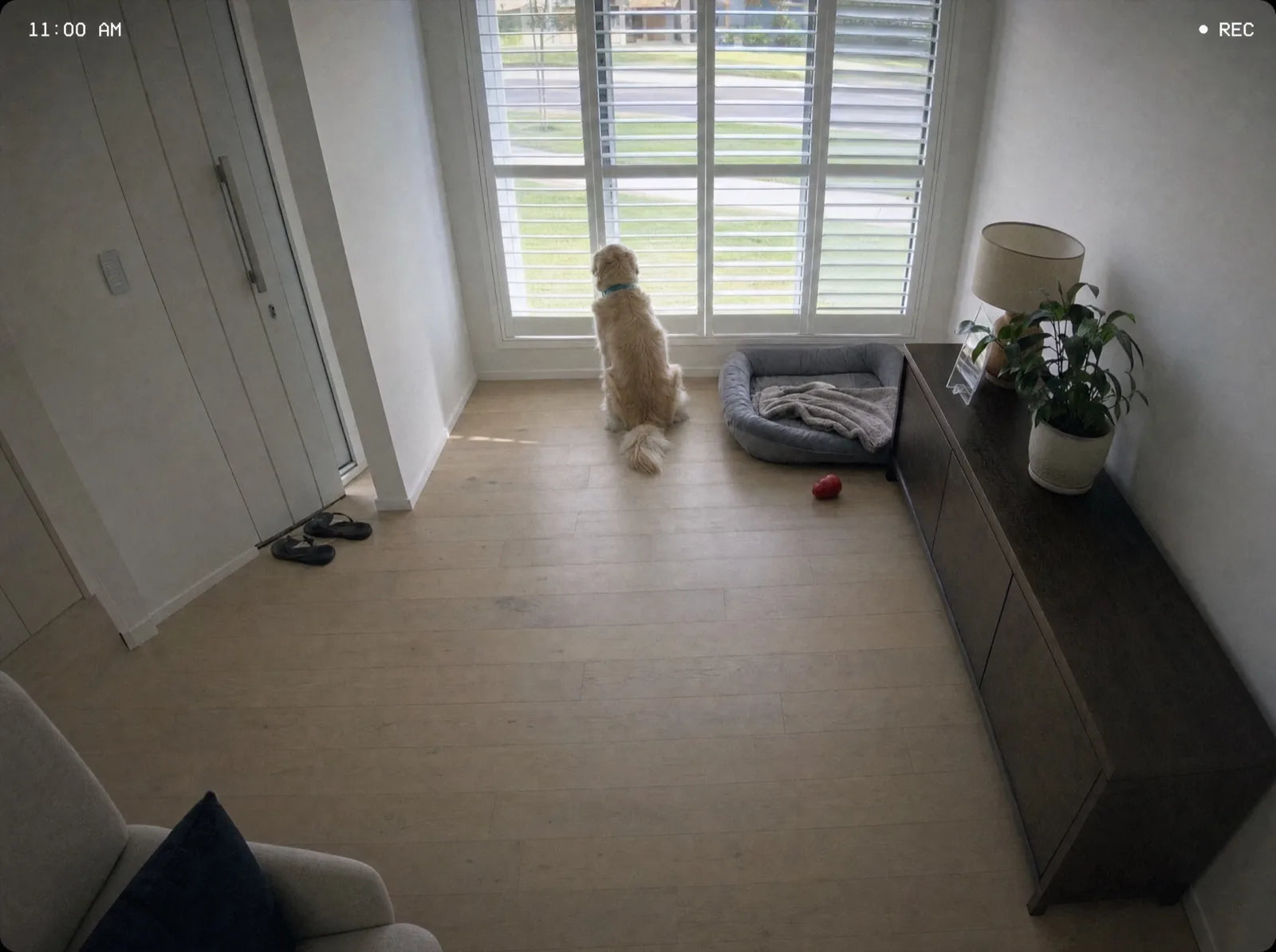 Pet camera still of Honey sitting at the window with her bed and Kong untouched
