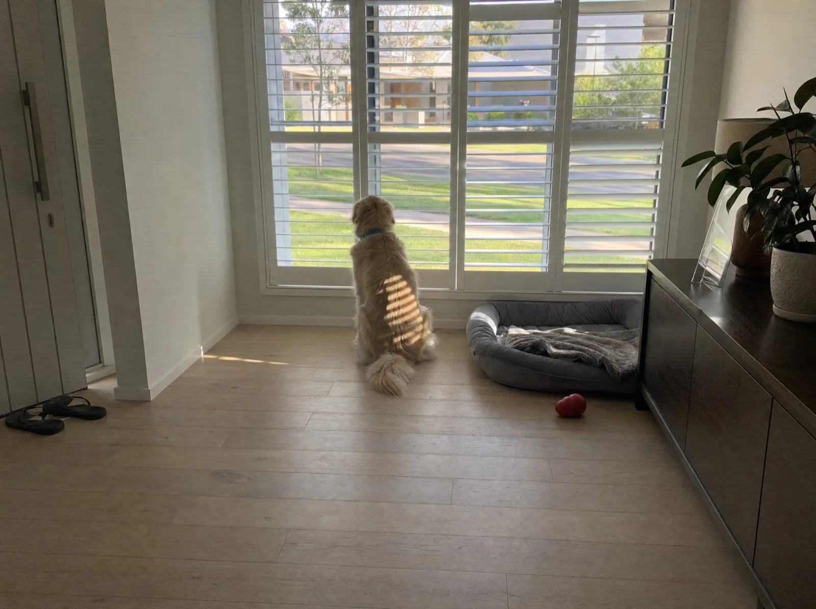 Honey the Golden Retriever sitting with her back to the camera, facing the front window