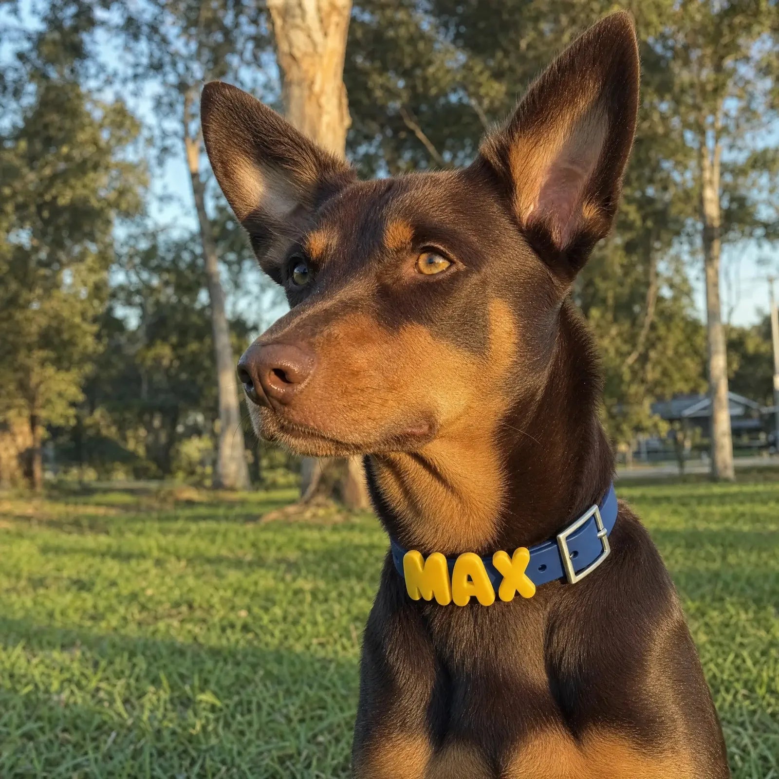 Kelpie wearing a navy Charms Dog Collar spelling MAX