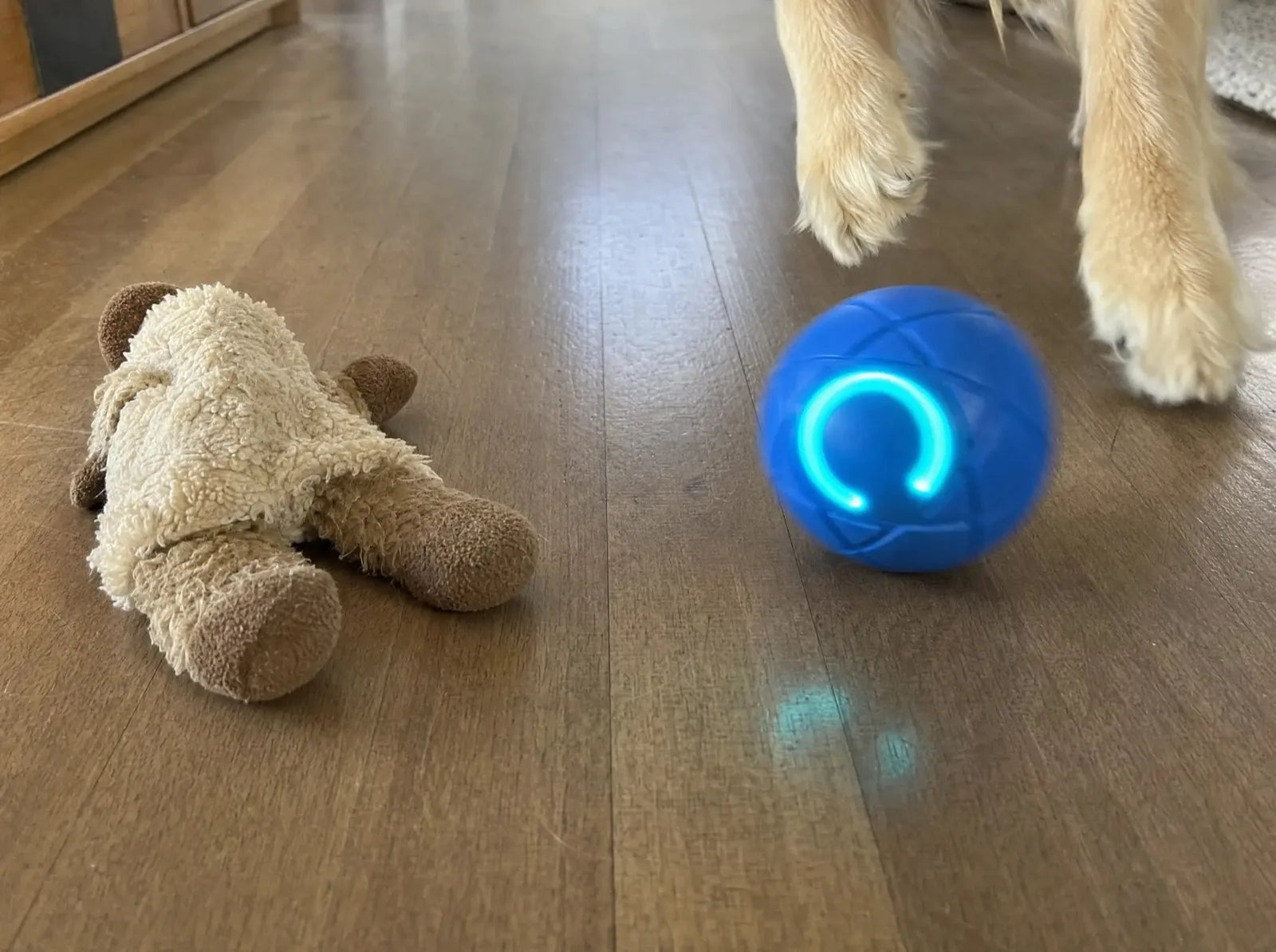 A plush toy lying still next to the ZoomieBall rolling on floorboards