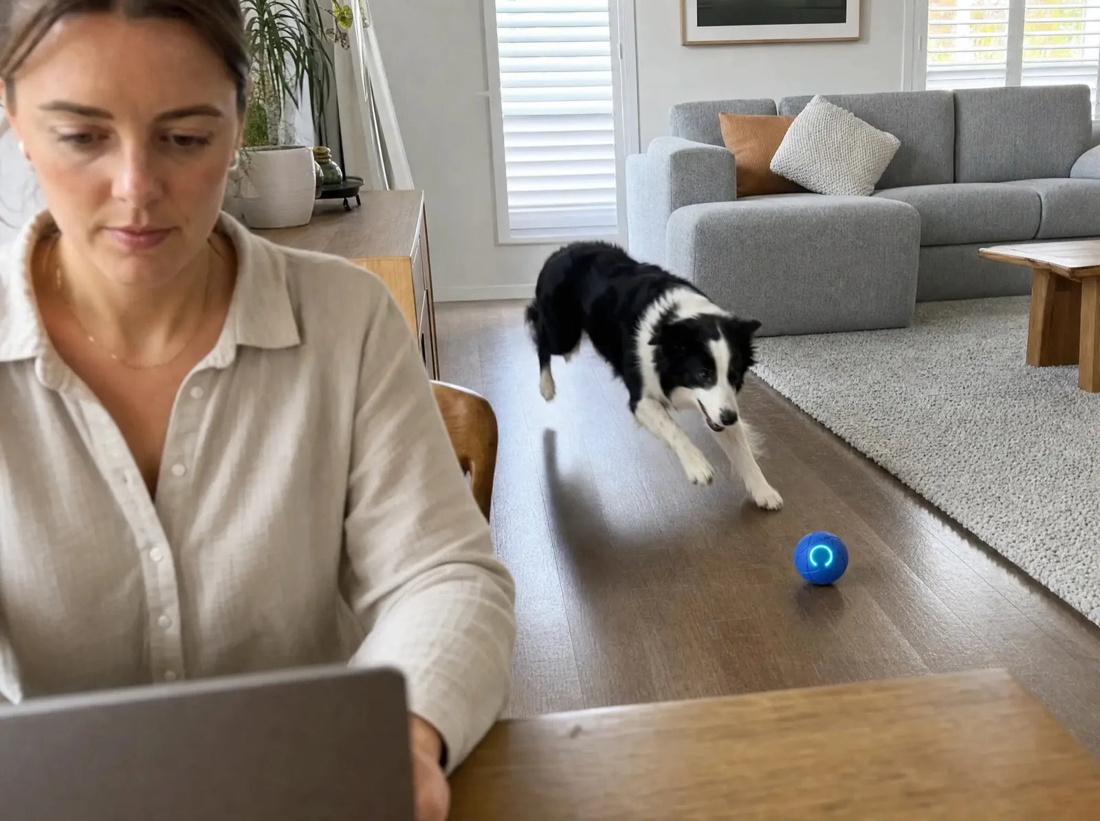 A border collie chasing the ZoomieBall while its owner works at a laptop