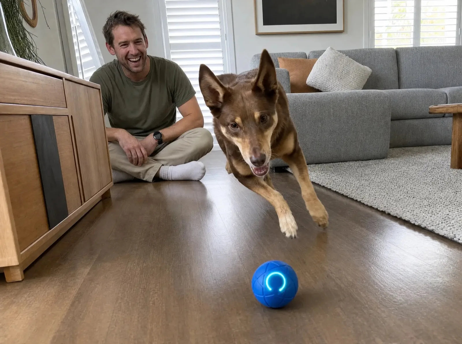 A man laughing on the lounge room floor as his kelpie chases the ZoomieBall