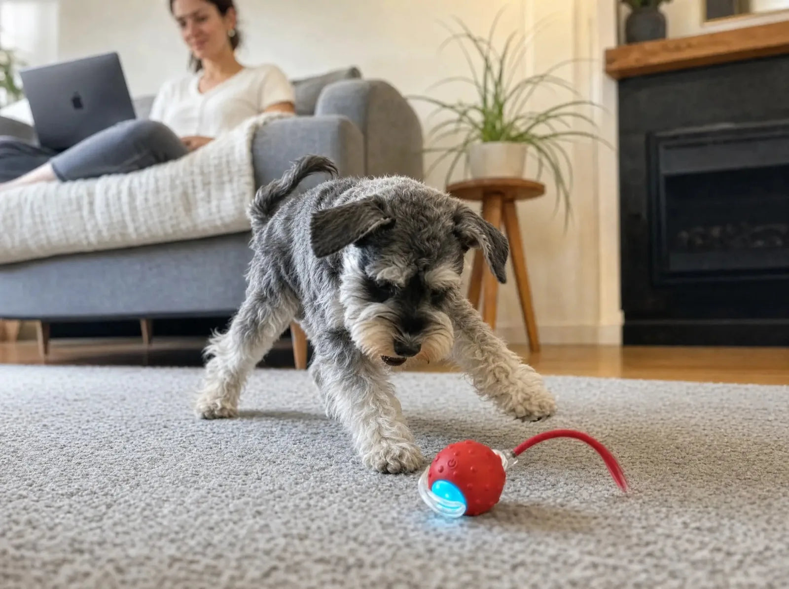 A schnauzer chasing the ZoomieTail while its owner works on a laptop